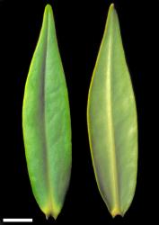Veronica stricta var. stricta. Leaf surfaces of a narrow-leaved plant, adaxial (left) and abaxial (right). Scale = 10 mm.
 Image: W.M. Malcolm © Te Papa CC-BY-NC 3.0 NZ